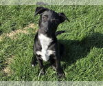 Small #8 Labrador Retriever Mix