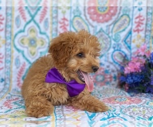 Goldendoodle Puppy for sale in LANCASTER, PA, USA