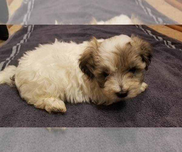 Medium Photo #8 Zuchon Puppy For Sale in SHAWNEE, KS, USA