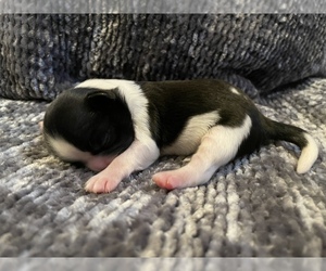 Shih Tzu Puppy for sale in VISALIA, CA, USA