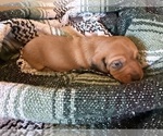Puppy Carmen Dachshund