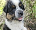 Small Photo #25 Australian Shepherd Puppy For Sale in MABEL, MN, USA