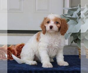 Cavapoo Puppy for sale in NARVON, PA, USA
