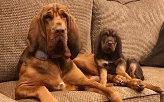 Father of the Bloodhound puppies born on 11/26/2016