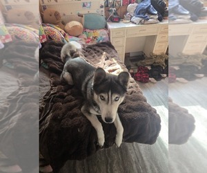 Father of the Gerberian Shepsky puppies born on 07/11/2026
