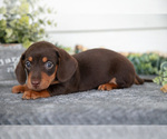 Small Photo #9 Dachshund Puppy For Sale in BREMEN, IN, USA