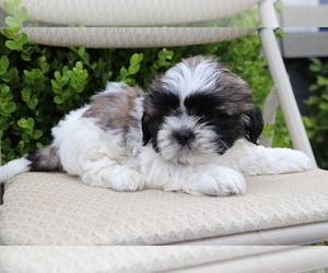 Shih Tzu Puppy for sale in SHILOH, OH, USA