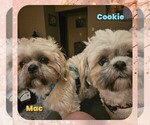 Small #18 Shih Tzu