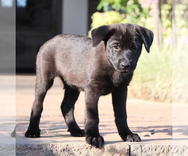 Medium Photo #3 Labrador Retriever-Unknown Mix Puppy For Sale in San Diego, CA, USA