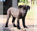 Small #2 Labrador Retriever Mix