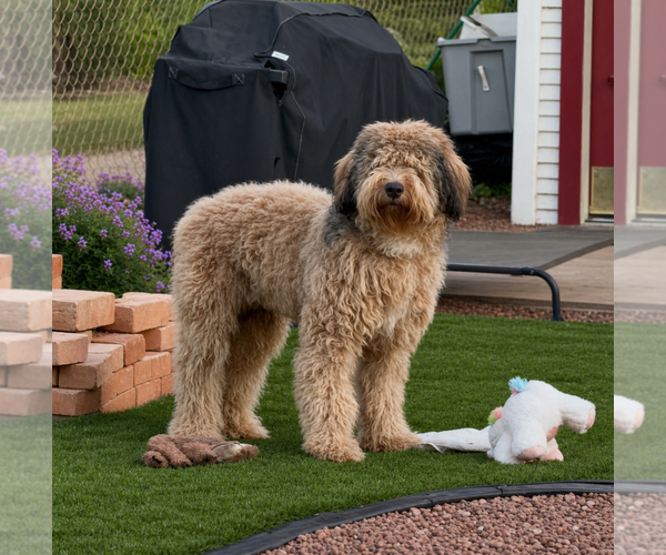 Medium Photo #5 Poodle (Standard) Puppy For Sale in Glendale , AZ, USA