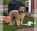 Small #4 Poodle (Standard)