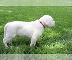 Small #1 Labrador Retriever