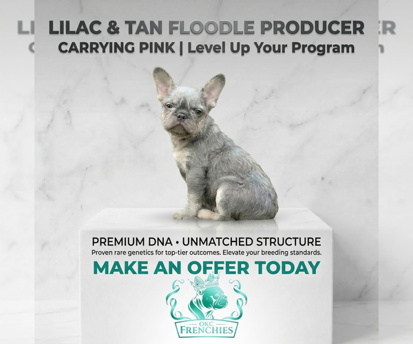 Medium Photo #1 French Bulldog Puppy For Sale in OKLAHOMA CITY, OK, USA