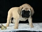 Small Photo #6 Mastiff Puppy For Sale in SUGARCREEK, OH, USA