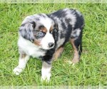 Small Photo #2 Miniature Australian Shepherd Puppy For Sale in BRANDON, MS, USA