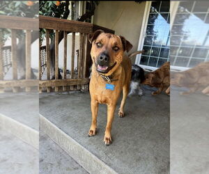 SIMBA - Male Black Mouth Cur-Rhodesian Ridgeback Mix Dog for Adoption - Photo #6