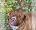 Small Photo #22 Mutt Puppy For Sale in Mount Laurel, NJ, USA