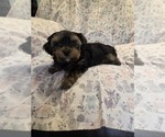 Small Photo #15 Yorkshire Terrier Puppy For Sale in RHOADESVILLE, VA, USA
