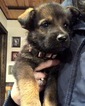 Small Photo #3 German Shepherd Dog Puppy For Sale in BIRMINGHAM, PA, USA