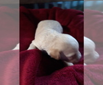Small Photo #7 Goldendoodle Puppy For Sale in COVINGTON, GA, USA