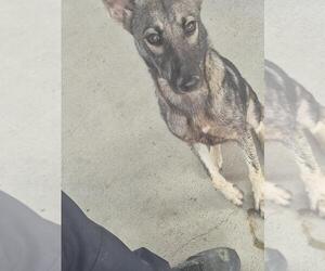German Shepherd Dog-Unknown Mix Dogs for adoption in Texas City, TX, USA