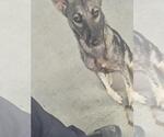 Small German Shepherd Dog Mix