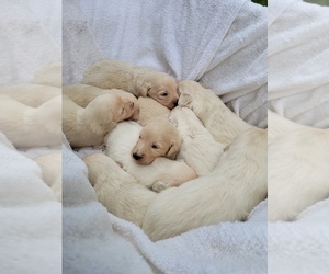 English Cream Golden Retriever-Poodle (Standard) Mix Puppy for sale in BATTLE GROUND, WA, USA