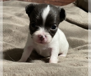 Chihuahua Puppy for sale in KINGSTON, TN, USA