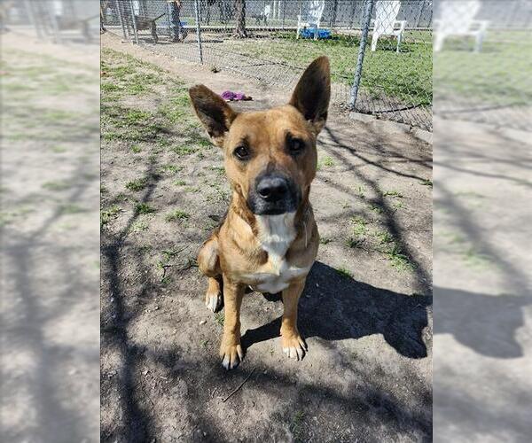 Medium Photo #2 Mutt Puppy For Sale in Conroe, TX, USA