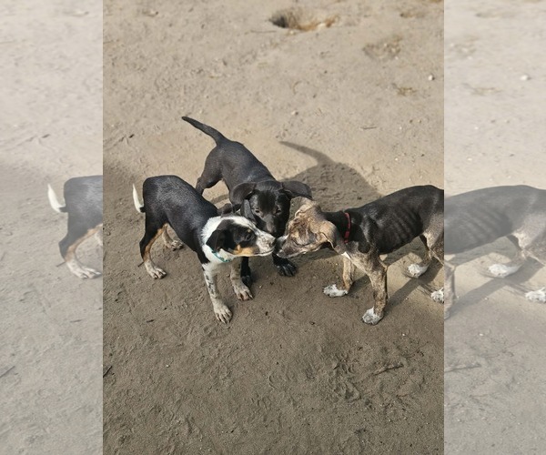 Medium Photo #3 Mutt Puppy For Sale in Woodbury, NY, USA