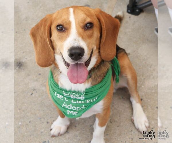 Medium Photo #5 Beagle-Unknown Mix Puppy For Sale in Washington, DC, USA