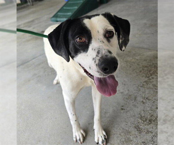 Medium Photo #1 Treeing Walker Coonhound-Unknown Mix Puppy For Sale in Palmetto, FL, USA