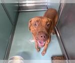 Small American Pit Bull Terrier Mix