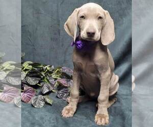 Weimaraner Puppy for sale in BREMEN, GA, USA