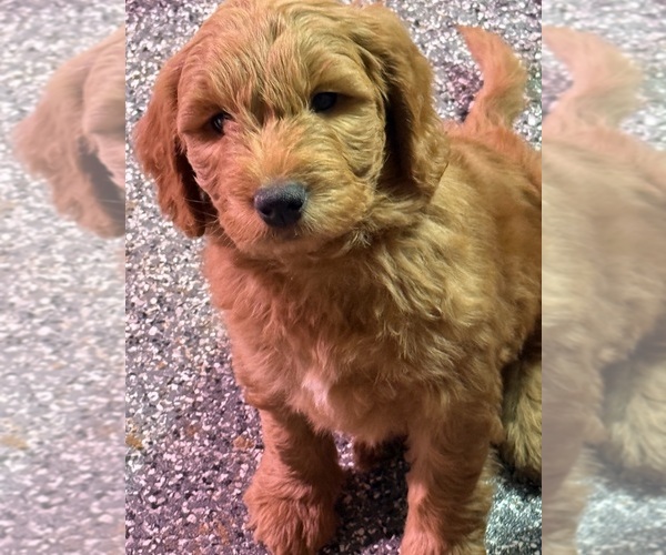Medium Photo #5 Goldendoodle Puppy For Sale in SACRAMENTO, CA, USA