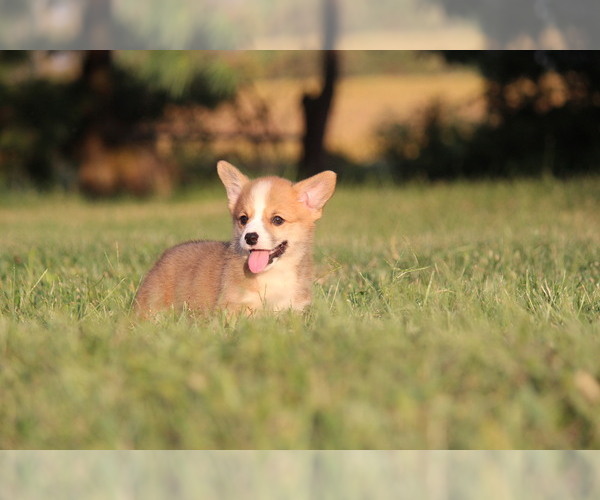 Medium Photo #3 Pembroke Welsh Corgi Puppy For Sale in FORT MADISON, IA, USA