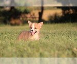 Small #2 Pembroke Welsh Corgi