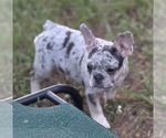 Small Photo #42 French Bulldog Puppy For Sale in LAKE WALES, FL, USA