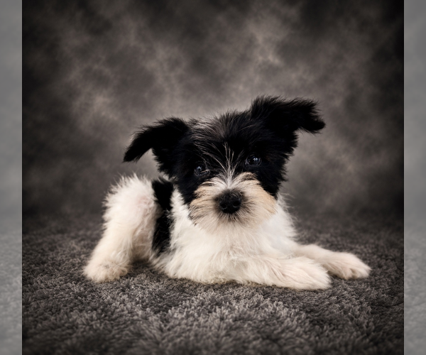 Medium Photo #2 Schnauzer (Miniature) Puppy For Sale in GREENFIELD, IN, USA