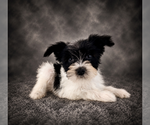 Small #1 Schnauzer (Miniature)