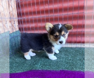 Pembroke Welsh Corgi Puppy for Sale in CERES, California USA