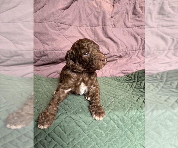 Medium Photo #1 Saint Berdoodle Puppy For Sale in HOMOSASSA, FL, USA