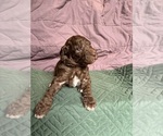 Puppy Lime green Saint Berdoodle