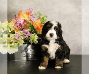 Miniature Bernedoodle Puppy for sale in COATESVILLE, PA, USA