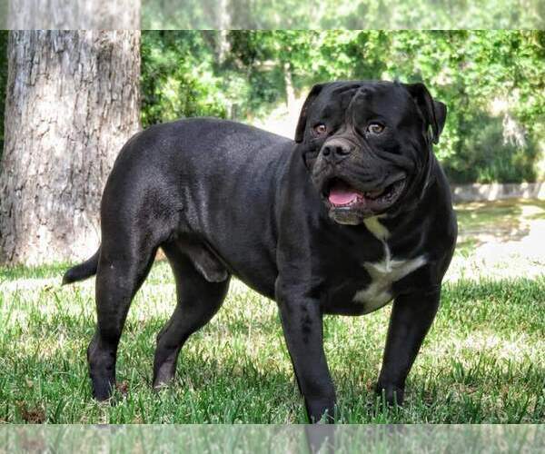 Medium Photo #1 American Bulldog Puppy For Sale in LULING, TX, USA