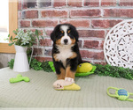 Small #2 Bernese Mountain Dog