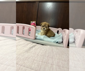 Morkie Puppy for sale in BENSON, NC, USA