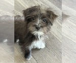 Image preview for Ad Listing. Nickname: Munchkin