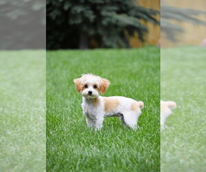 Basilio - Male Mutt Dog for Adoption - Photo #3